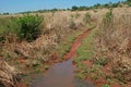 POOLED RAIN WATER ON SATURATED GRASSLAND Royalty Free Stock Photo