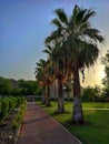 Palm trees in Riyam park, Muscat, Oman Royalty Free Stock Photo