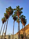 Palm trees in Riyam park, Muscat, Oman Royalty Free Stock Photo