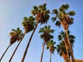 Palm trees in Riyam park, Muscat, Oman Royalty Free Stock Photo