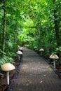 Tabacon Hot Springs, Costa Rica Royalty Free Stock Photo