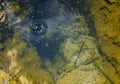 Closeup shows a cauldron geyser hot water mineral pool bubbling steam West Thumb Basin, Yellowstone National Park, Wyoming, USA Royalty Free Stock Photo