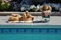 Poolside dogs.