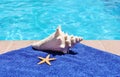 Poolside holiday scenic conch shell starfish towel