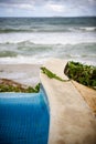 Poolside Iguana Royalty Free Stock Photo