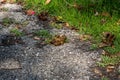 Poop on the street. background of dog poop on the sand ground. dog feces on gravel floor. shit dog on floor