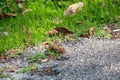 Poop on the street. background of dog poop on the sand ground. dog feces on gravel floor. shit dog on floor