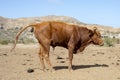 Pooping brown bull on the island of Santiago, outside capital Praia, Cape Verde, Cabo Verde