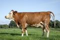 Pooping cows. A beautiful calm red and white cow is busy defecating in the middle of a meadow Royalty Free Stock Photo