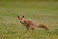 Pooping Fox Royalty Free Stock Photo