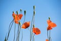 Poopy flowers in a field with a blue sky background.