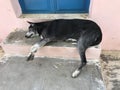 Poor abandoned dog lying at the doorstep and needed help since then it was guarding my house and street as well in friendly manner