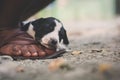 A cute puppy sleeping on a man`s foot