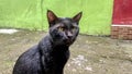 a poor black domestic cat with a piercing gaze Royalty Free Stock Photo