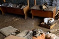 Poor cats in an Odessa city private shelter. Lost and abandoned cats due to war in Ukraine.