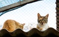 Poor cats in an Odessa city private shelter. Lost and abandoned cats due to war in Ukraine.