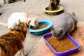 Poor cats in an Odessa city private shelter. Lost and abandoned cats due to war in Ukraine.