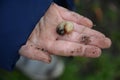 Poor child with dirty little hands holding a bow with a bowl of caterpillar larva larvae. young naturalist or hungry child from wa Royalty Free Stock Photo