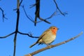 Poor Cold cold Little Bird Royalty Free Stock Photo