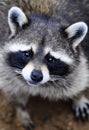 A Poor cute raccoon
