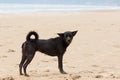 Poor and dirty homeless dog stanging on the beach Royalty Free Stock Photo