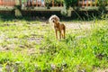 Poor dog Royalty Free Stock Photo