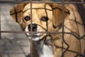 Poor dog behind cage Royalty Free Stock Photo