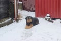 Poor dog sits at snow Royalty Free Stock Photo