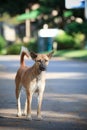 Poor dog standing on natural ground