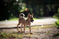 Poor dog standing on soil ground Royalty Free Stock Photo