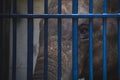 Poor Elephant behind blue bars Royalty Free Stock Photo
