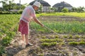 Poor farmer hoeing vegetable garden Royalty Free Stock Photo