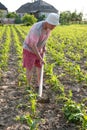 Poor farmer hoeing vegetable garden