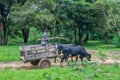 A poor farmer with ox cart in the Paraguayan jungle. Royalty Free Stock Photo