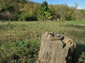 Poor farmer`s shoes in Pai