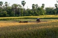 Poor farmers of west bengal harvesting rice in a rice field in India