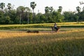 Poor farmers of west bengal harvesting rice in a rice field in India