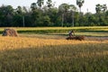 Poor farmers of west bengal harvesting rice in a rice field in India