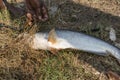 A poor fisherman in a village in West Bengal, India, is fishing with nets from the pond