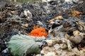 Poor food quality concept. close-up red caviar in a garbage bin compost heap