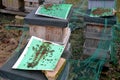 Poor harvest means lack of bees. The bees remained dead lying in layers on pads hive`s cane during inspection. beekeeper hand show