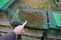 Poor harvest means lack of bees. The bees remained dead lying in layers on pads hive`s cane during inspection. beekeeper hand show