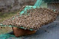 Poor harvest means lack of bees. The bees remained dead lying in layers on pads hive`s cane during inspection. beekeeper hand show