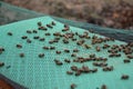 Poor harvest means lack of bees. The bees remained dead lying in layers on pads hive`s cane during inspection. beekeeper hand show