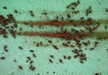 Poor harvest means lack of bees. The bees remained dead lying in layers on pads hive`s cane during inspection. beekeeper hand show