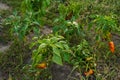 A poor harvest year in a vegetable field. Underdeveloped dried red and green peppers. Drought and weeds in the