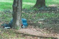 Poor homeless refugee man sleeps on the ground of the park in the city. Royalty Free Stock Photo