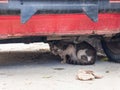 Stray cat hidding under the car, Sucuraj on Hvar island, Croatia
