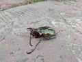 poor horned beetle, dead covered in ants Royalty Free Stock Photo