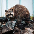 Wet Raccoon Searching For Food Around Moist Rocks